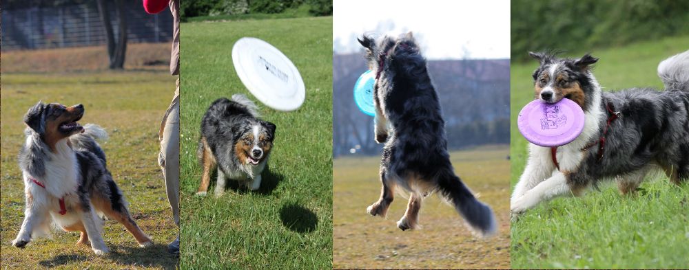 Dog frisbee - pozytywnie wzmocniona sekwencja drapieżna